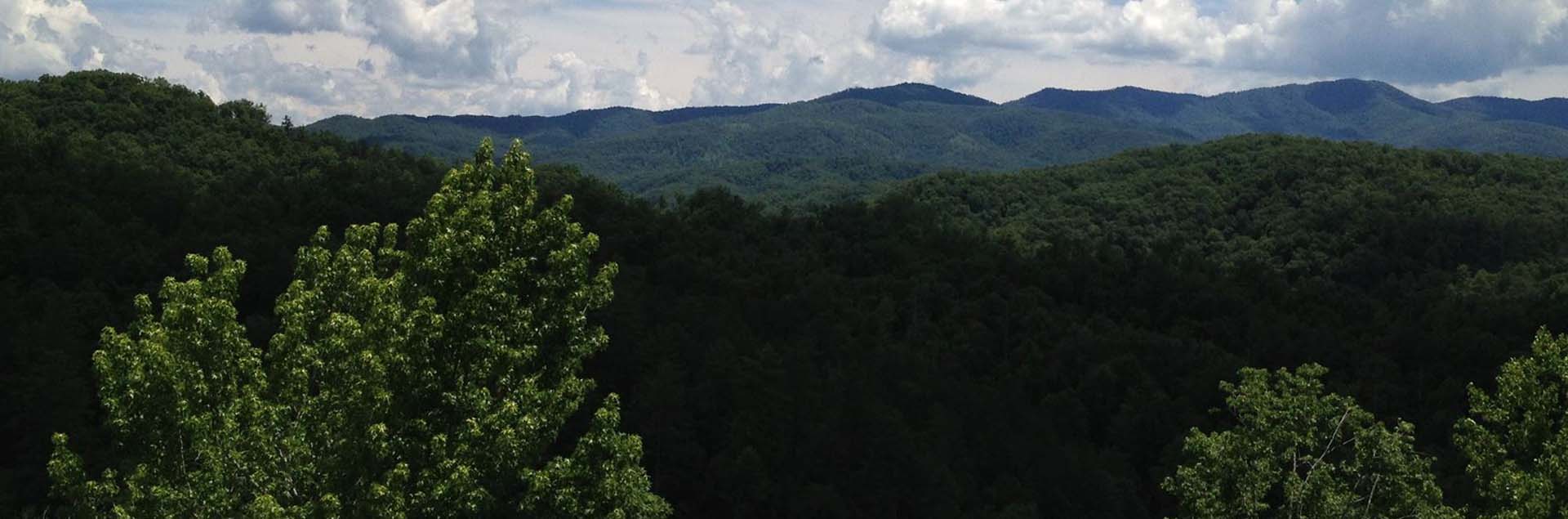 About The Forest by Nathan Yarborough About The Forest by Nathan Yarborough