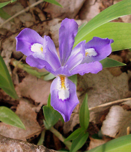 Forest Flowers by Nathan Yarborough Forest Flowers by Nathan Yarborough
