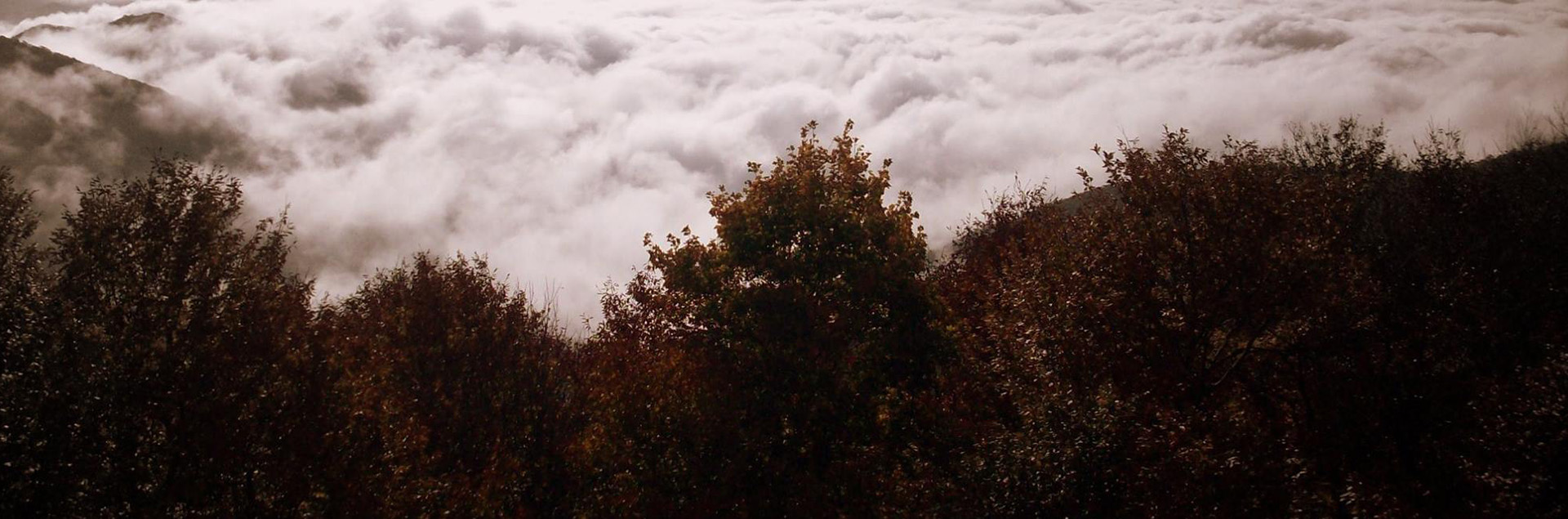 Fog in the trees by Nathan Yarborough Fog in the trees by Nathan Yarborough