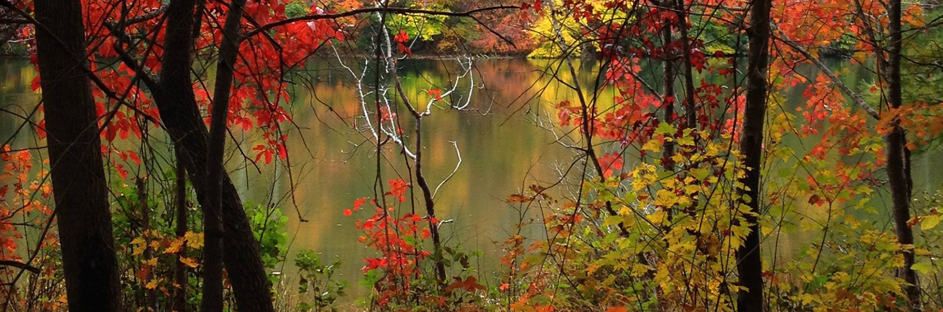 Trees by the water by Nathan Yarborough Trees by the water by Nathan Yarborough
