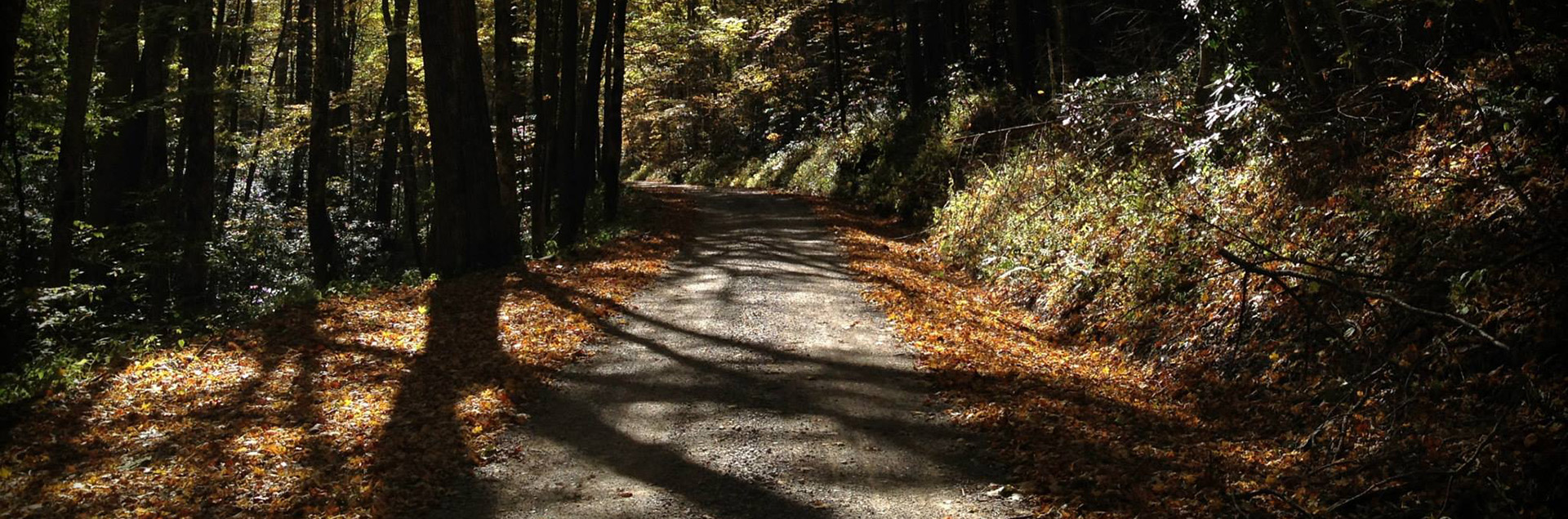 Forest trail by Nathan Yarborough Forest trail by Nathan Yarborough