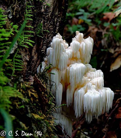 Nathan Yarborough fungus magic Nathan Yarborough fungus magic