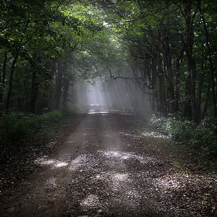cherokee national forest roadway by Nathan Yarborough cherokee national forest roadway by Nathan Yarborough